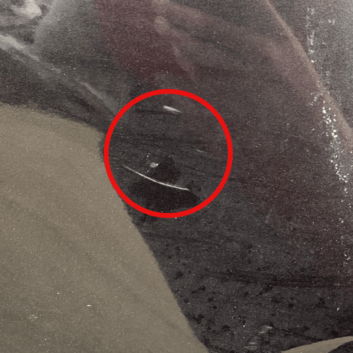 Porta / portiera / sportello posteriore sinistro grigio scuro Fiat 500 L (2012 - 2022) - F&P CRASH SRLS - Ricambi Usati