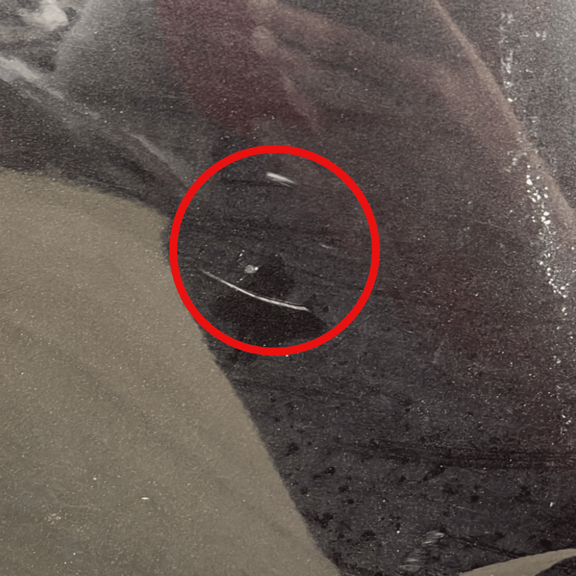 Porta / portiera / sportello posteriore sinistro grigio scuro Fiat 500 L (2012 - 2022) - F&P CRASH SRLS - Ricambi Usati