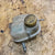 VASCHETTA LIQUIDO RADIATORE Opel Zafira A 1.6 B DAL 1999 - 2006 24412804 90581599 - F&P CRASH SRLS - Ricambi Usati
